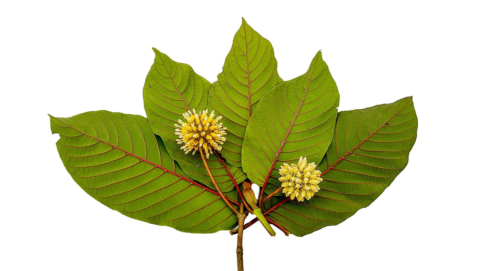 Popup CNX: Leading Kratom Tea Shop Chiang Mai Experience