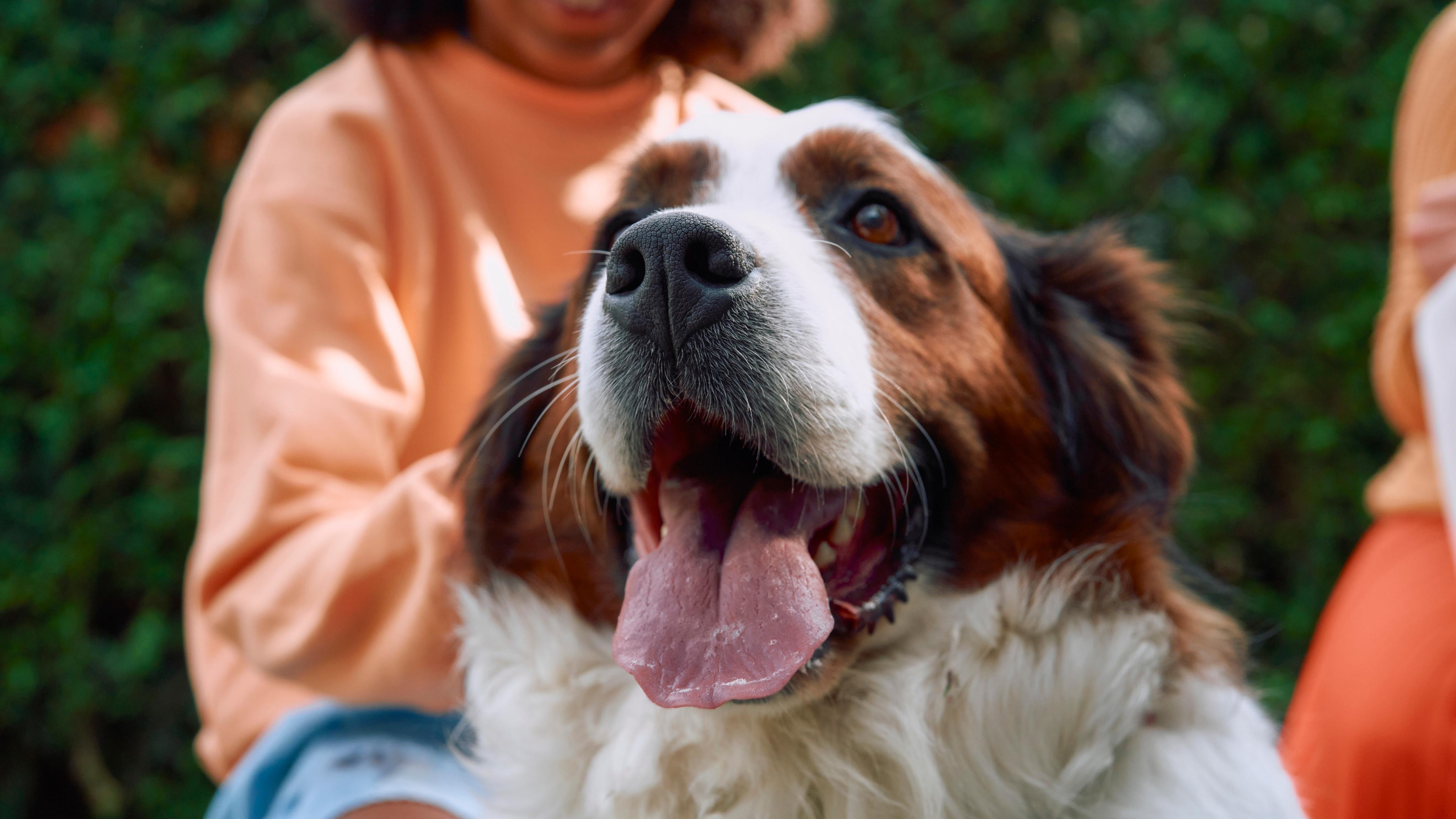 Easy Pet Certificates UK-Wide via Vet Home Certs